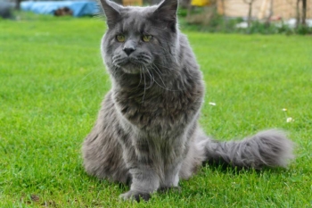 Gandalf élevage chats maine coon bavay nord 59