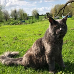 Gandalf élevage chats maine coon bavay nord 59
